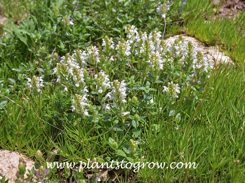 White Alpine Skull Cap (Scutellaria alpina Alba)